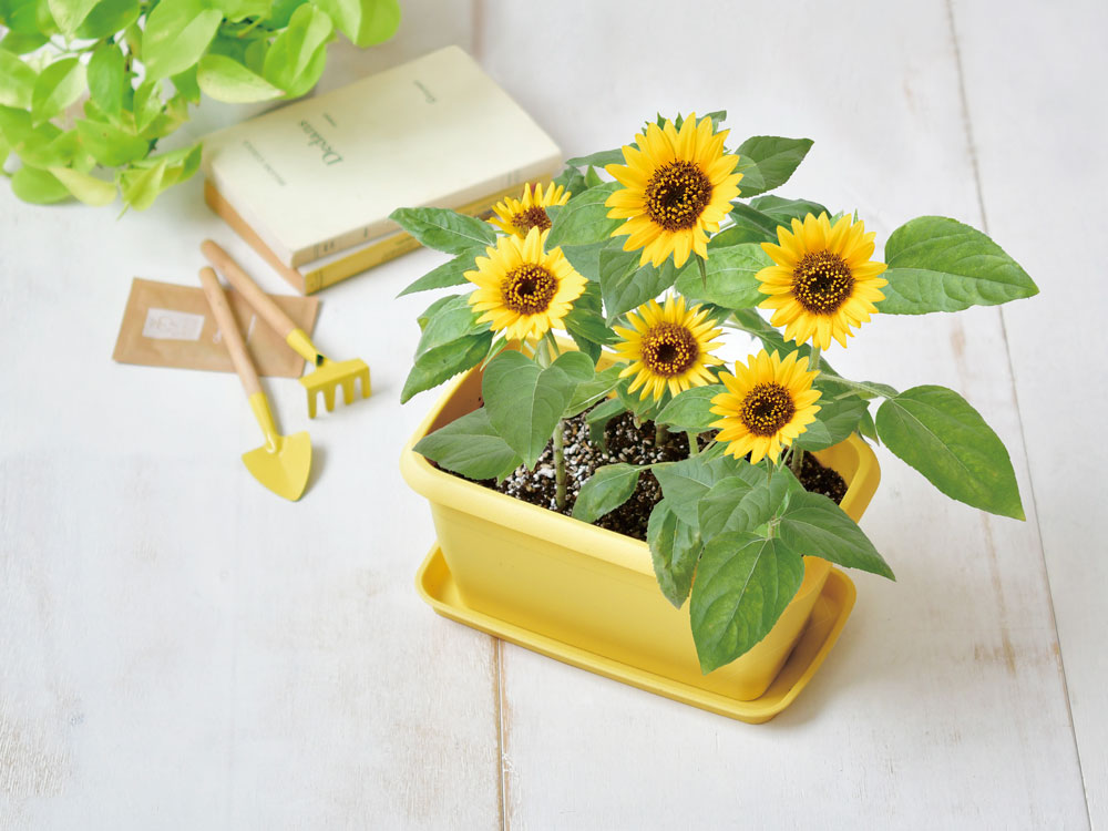 ENJOY PLANTER FLOWER エンジョイプランターフラワー