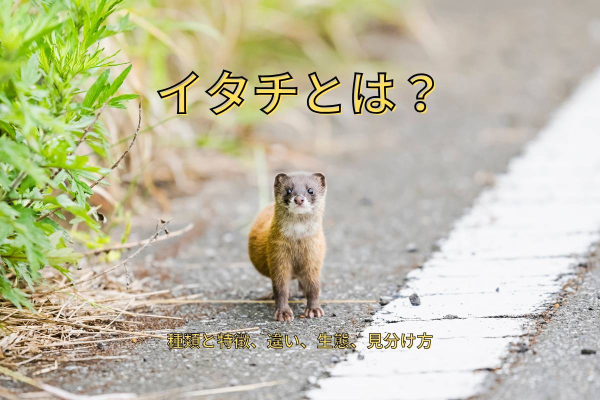 イタチとは？種類と特徴、違い、生態、見分け方、よくある質問