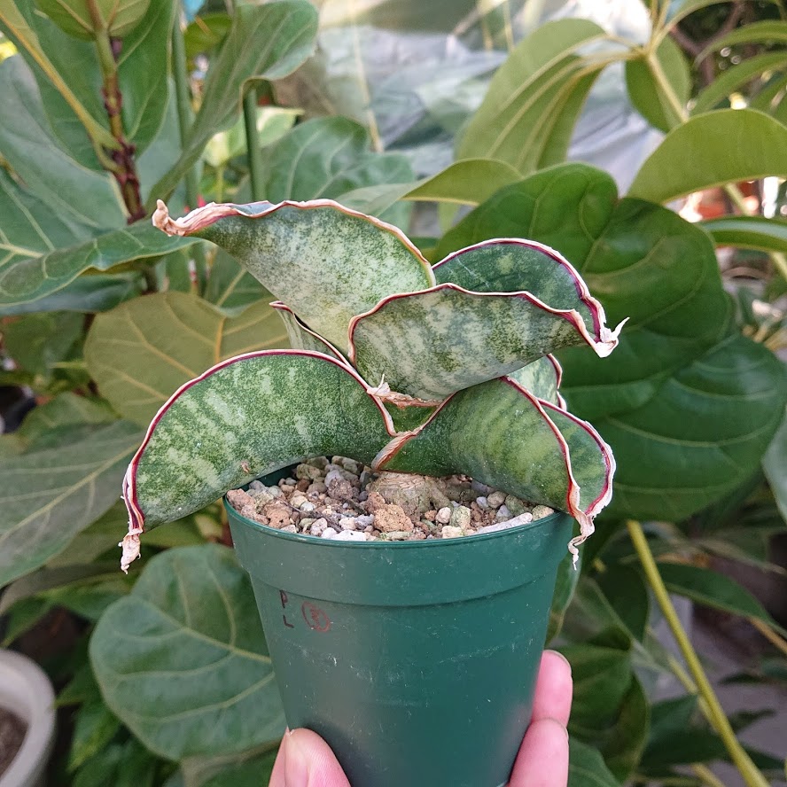Sansevieria sp. Mafinga Tanzania Dragon サンスベリア ドラゴン