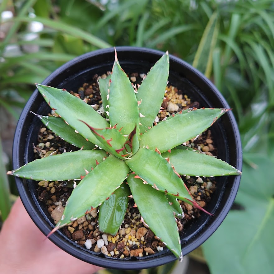 アガベ ガルシアメンドーサ 2 Agave garciae mendozae | My-Favthings