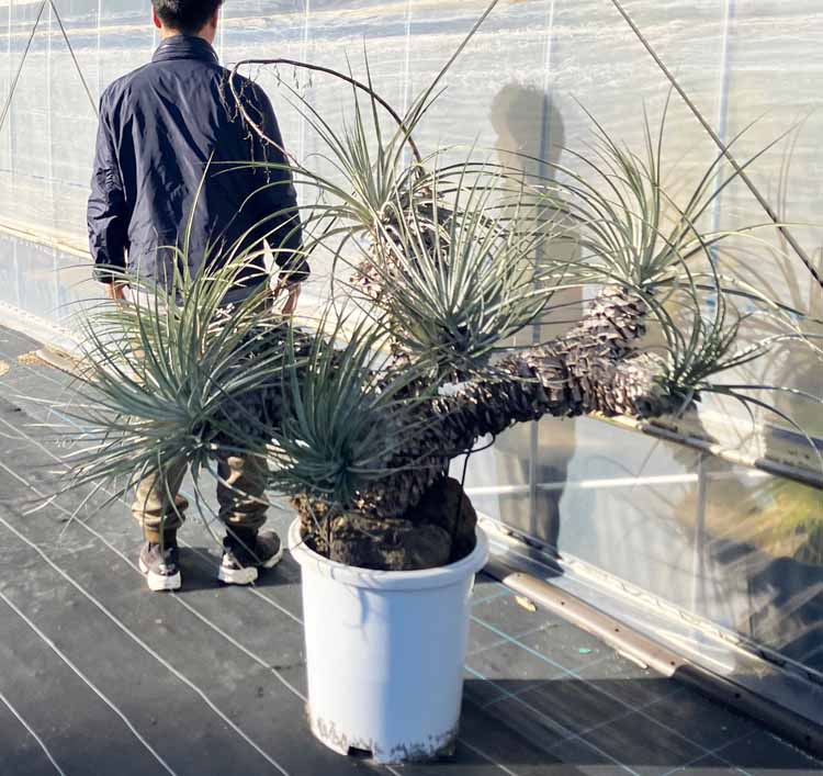 楽天市場】【現品・現物】プヤ・セルーレア puya coerulea 開花株 現地