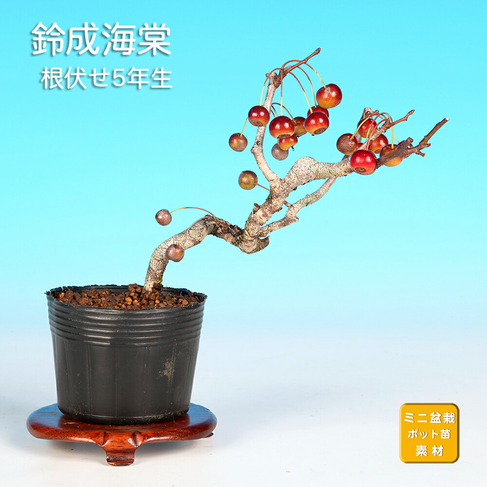 楽天市場】盆栽 常盤柿 トキワガキ 小品盆栽 ミニ盆栽 雑木 実物 盆栽