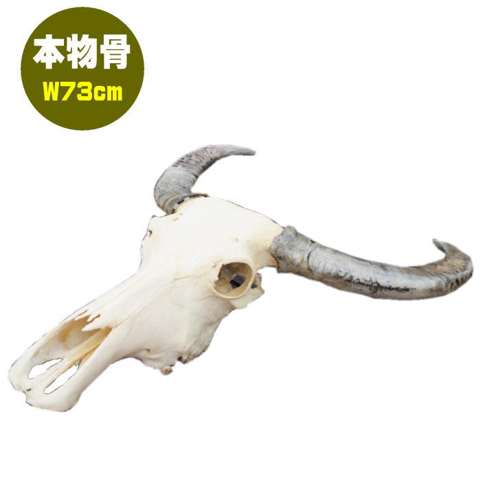 楽天市場】【大人気】【ダルトン】スティアヘッド（ステアーヘッド