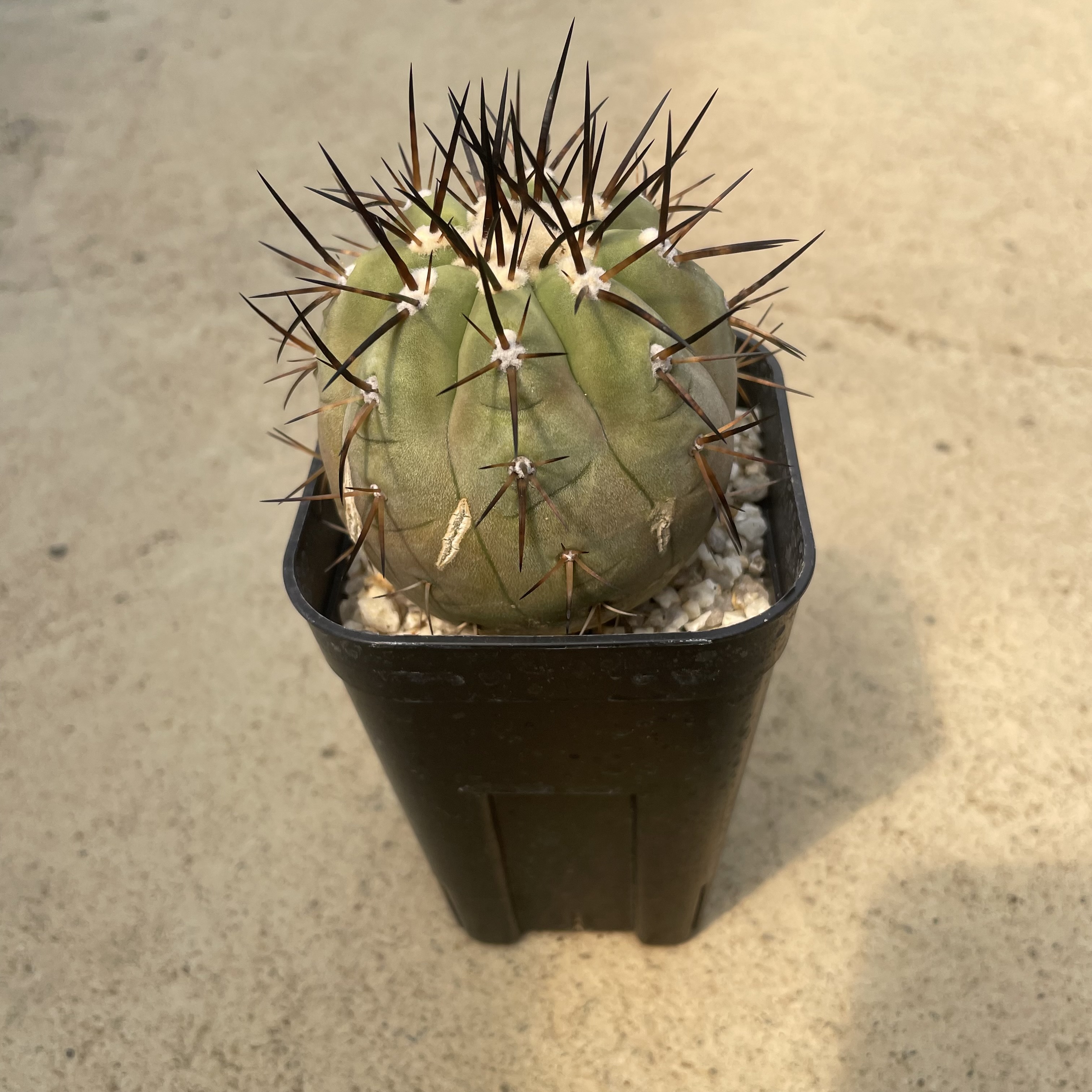 楽天市場】【Copiapoa ゴピアポア グリセオビオラセア（実）】管理方法