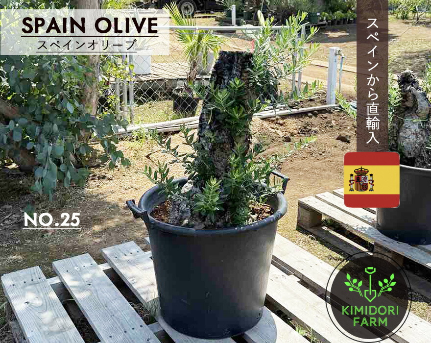 楽天市場】国産 オリーブ シプレッシーノ cipressino 現品 植木 庭木