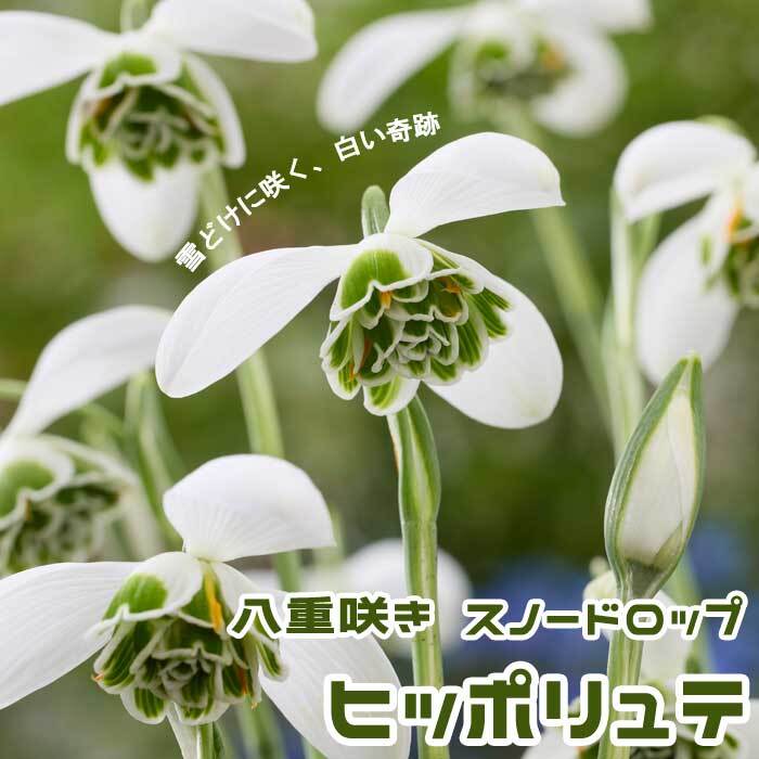 楽天市場】スノードロップ 3号ポット苗（2芽あり） : 千草園芸