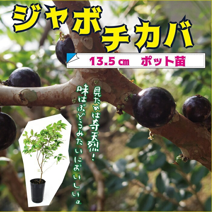 楽天市場】2026年トロピカルフルーツ ジャボチカバ 鉢植え希少品種です