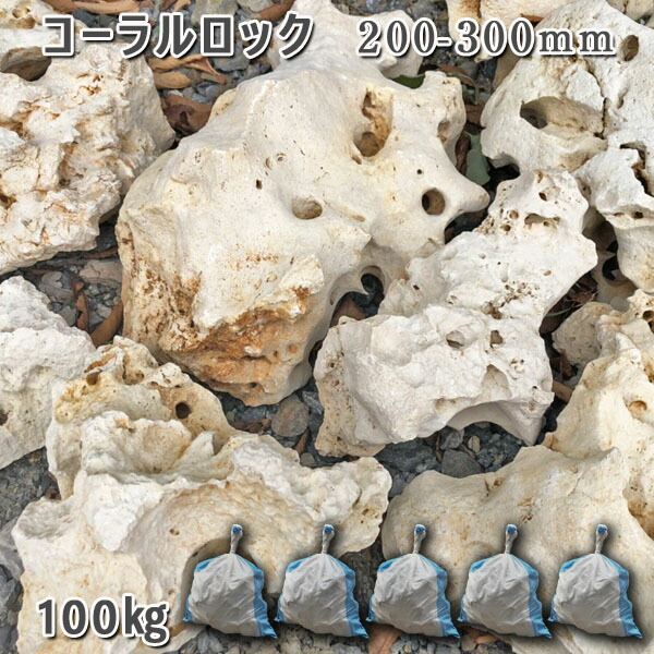 楽天市場】庭石 珊瑚石 自然石 コーラルロック（200〜300mm）1〜2個