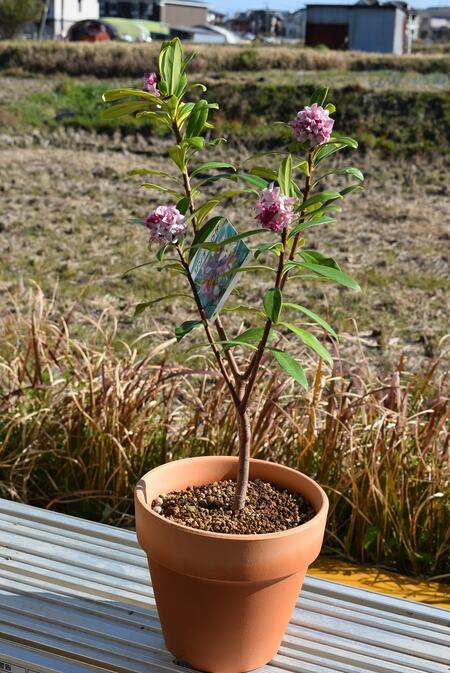 楽天市場】プレゼントに沈丁花2月から3月開花予定いい香りの【沈丁花