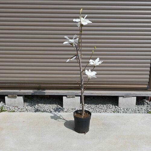 楽天市場】お花から香りが楽しめる花木 2026年3月～4月開花の花芽確認
