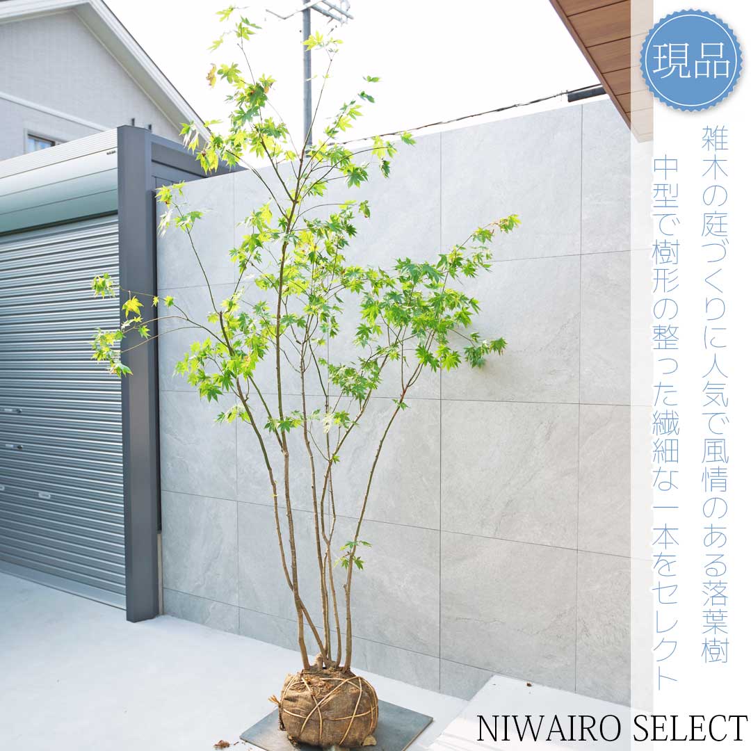 楽天市場】【現品】山採り【イロハモミジ】紅葉 株立ち 自然風樹形