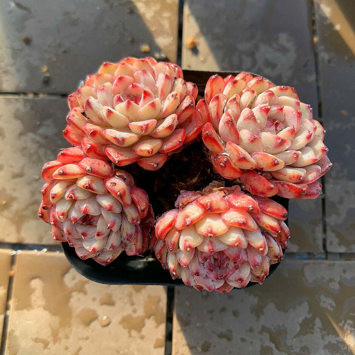 楽天市場】農園直売 多肉植物 寄せ植え エケベリア属 洛神（群）新品種