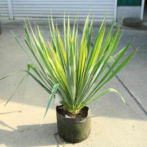 ユッカ プレミアムゴールド 芋2つき鉢植え 緑と黄色のストライプ 約