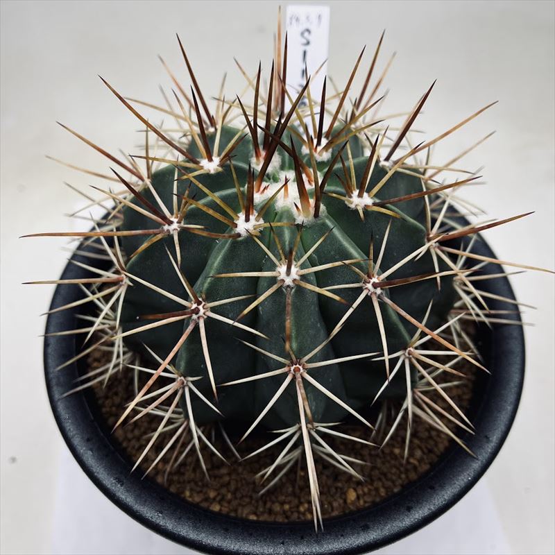 楽天市場】サボテン メロカクタス クルビスピナス（Melocactus