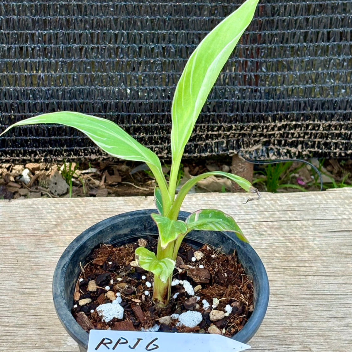 選択可能】ムサ 'ノノ ピンク斑入り'（バナナ） – RARE PLANTS JAPAN