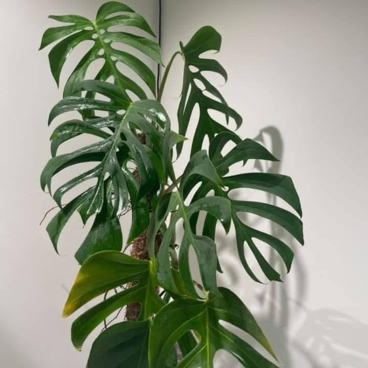 観葉植物 – RARE PLANTS JAPAN (レアプランツジャパン)