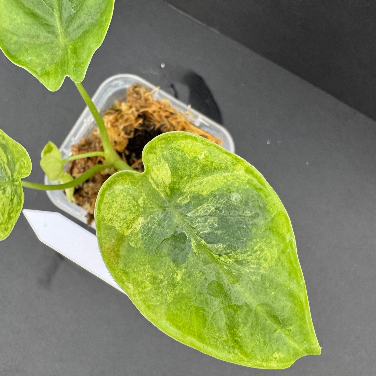 アロカシア 'ドラゴンスケール' 斑入り – RARE PLANTS JAPAN (レア