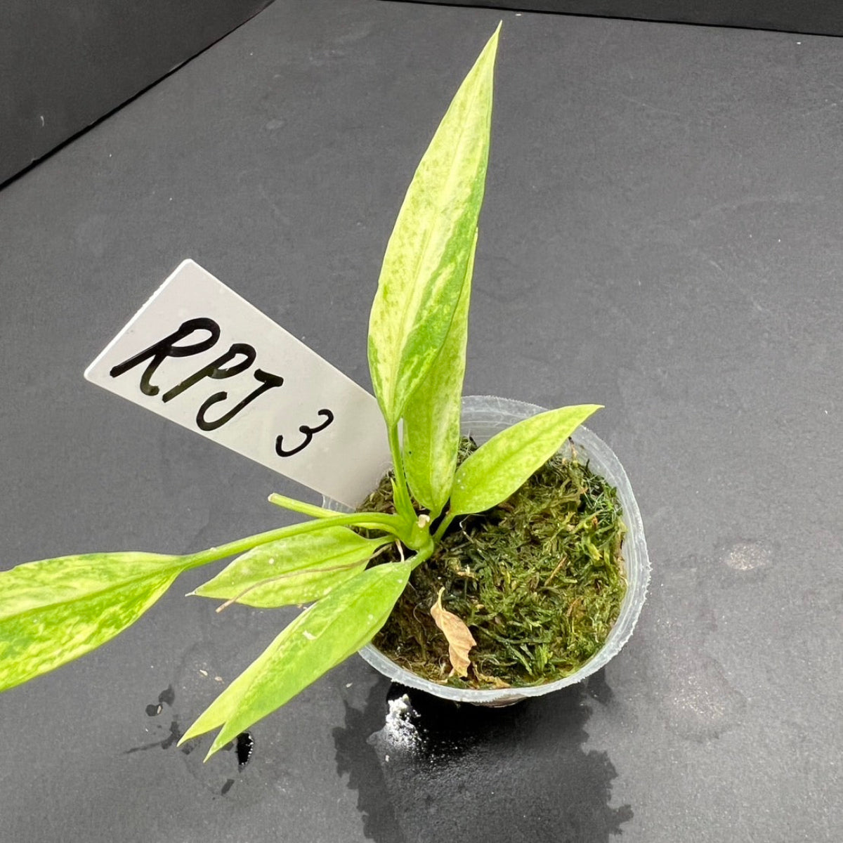 アンスリウム ビッタリフォリウム 斑入り 2号ポリポット – RARE PLANTS