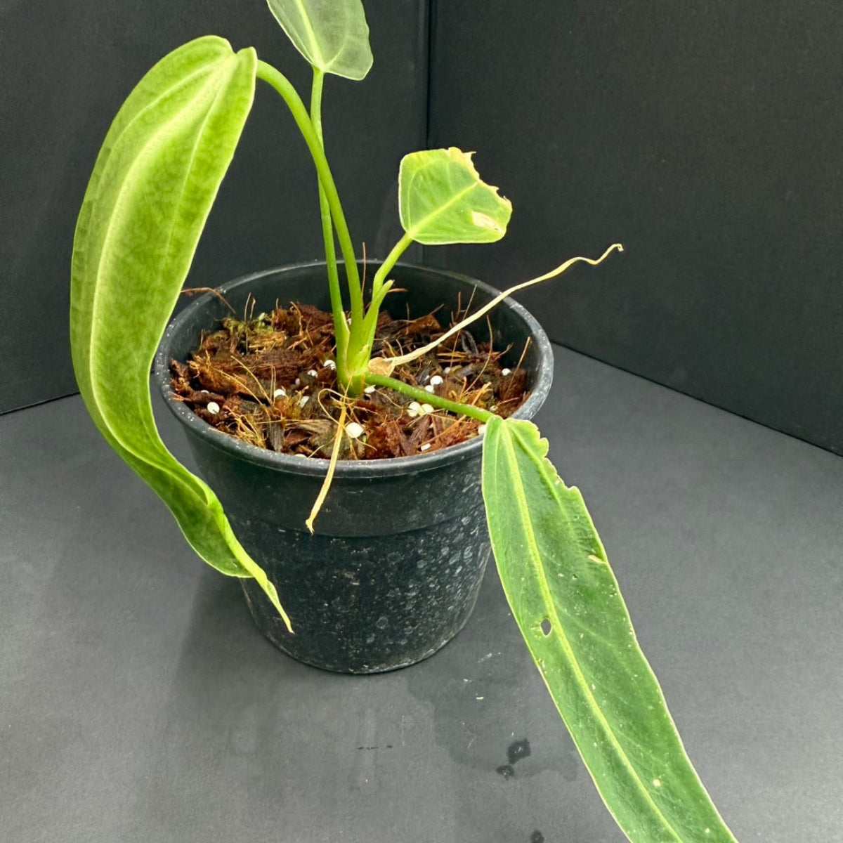 訳アリ】アンスリウム ワロクアナム 3号サイズ – RARE PLANTS JAPAN