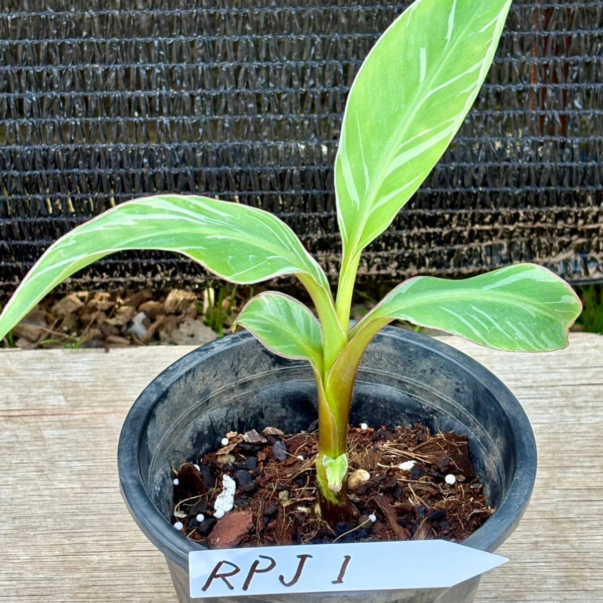 選択可能】ムサ 'ノノ ピンク斑入り'（バナナ） – RARE PLANTS JAPAN