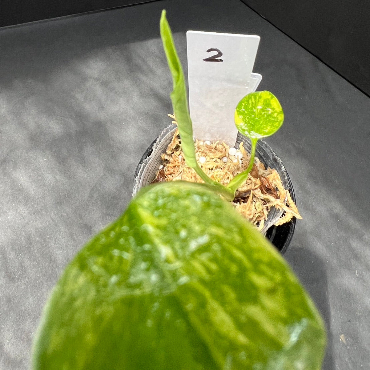 数量限定】モンステラ デリシオーサ 'エレクトロライト' – RARE PLANTS