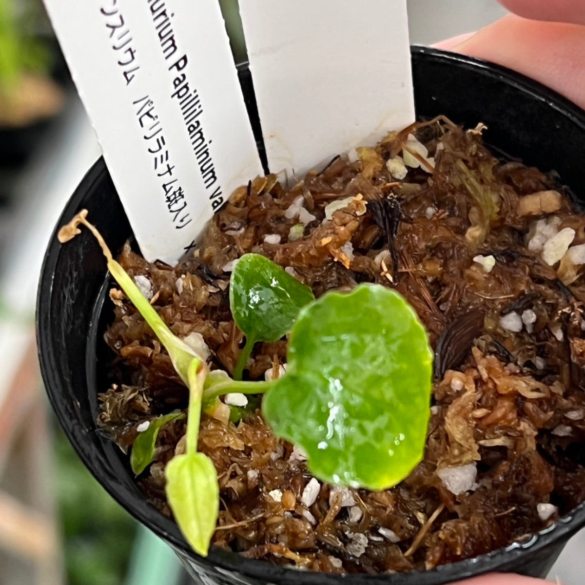 最終発売【希少株】アンスリウム PAP x RL 斑入り未確認 – RARE PLANTS