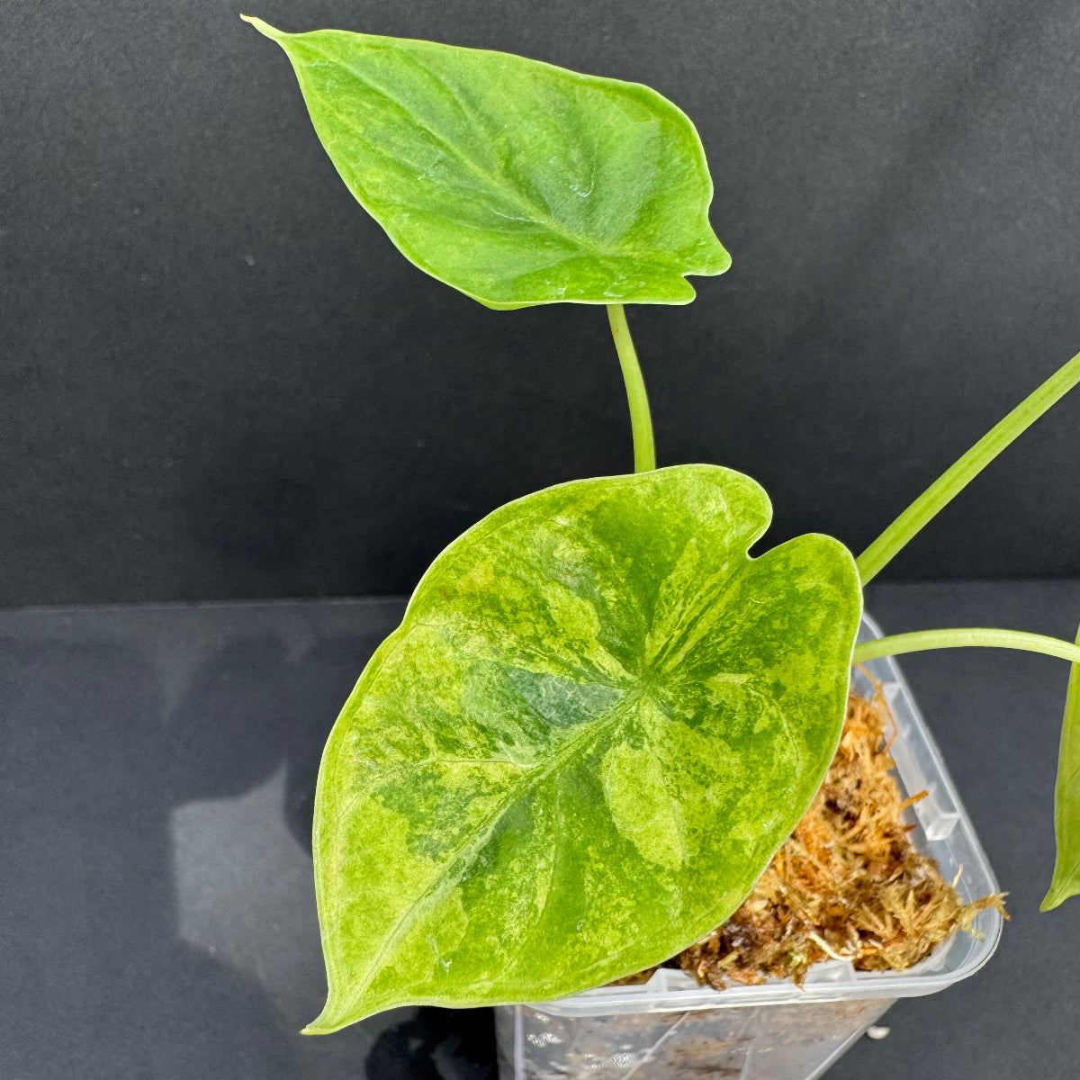 アロカシア 'ドラゴンスケール' 斑入り – RARE PLANTS JAPAN (レア