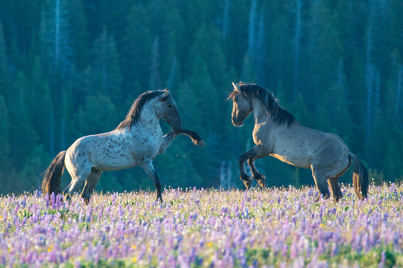 Art, Greeting Cards and Posters – Return to Freedom Wild Horse