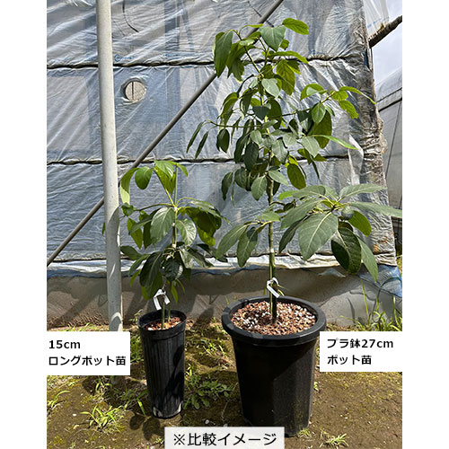 アボカド大苗 美味多収2種セット（6～7月）| 種・苗・ガーデニング用品