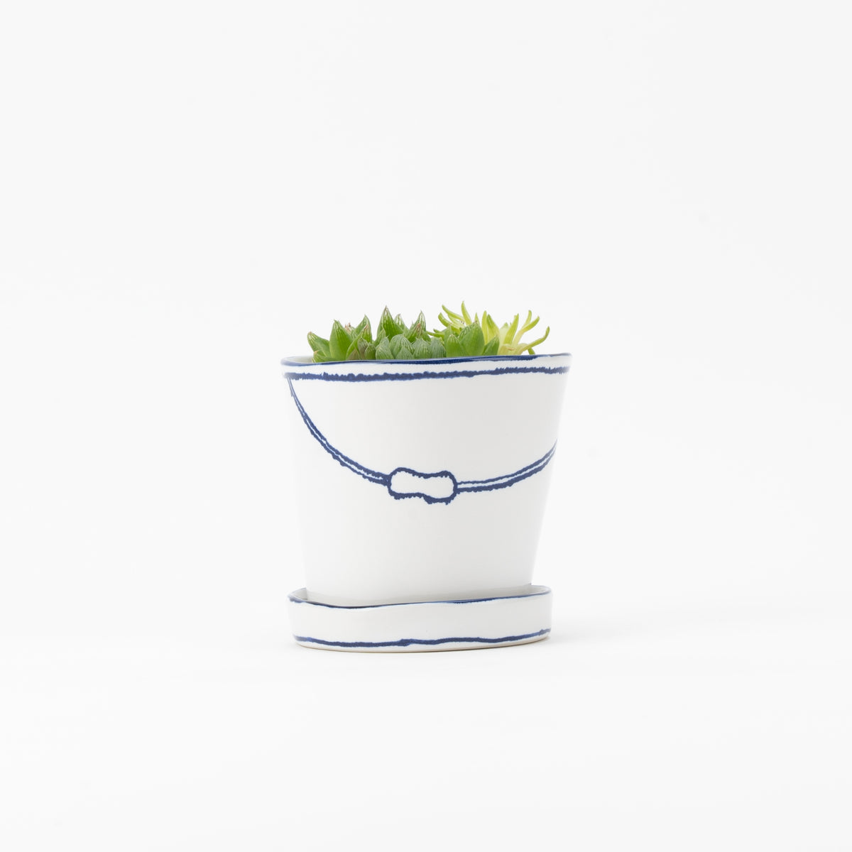 バケツの植木鉢（寄せ植え・ハオルシア）(seto)