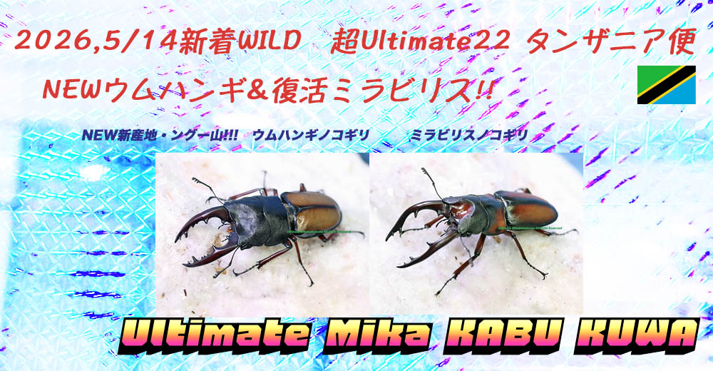 世界最高峰アルティメットミカカブクワ