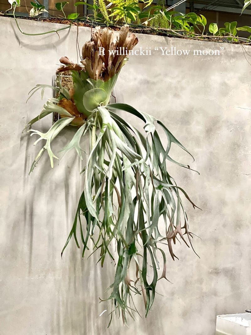 P. Ginka,P. willinckii 'Yellow moon' 12th oasis sporeli