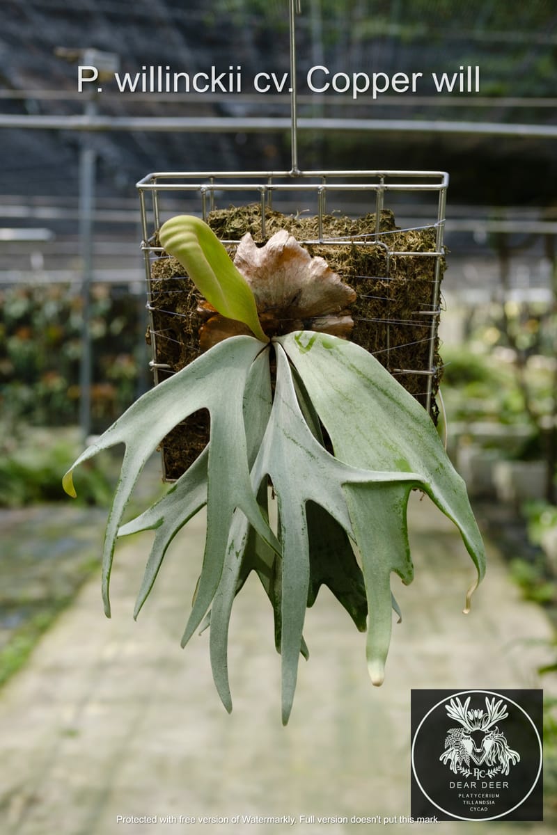 willinckii waltz pup ビカクシダ P.Willinckii Waltz (pup) | naturefix