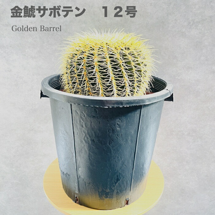 サボテンの王様 金鯱 12号鉢 大型 特大サイズ 観葉植物 多肉植物 金