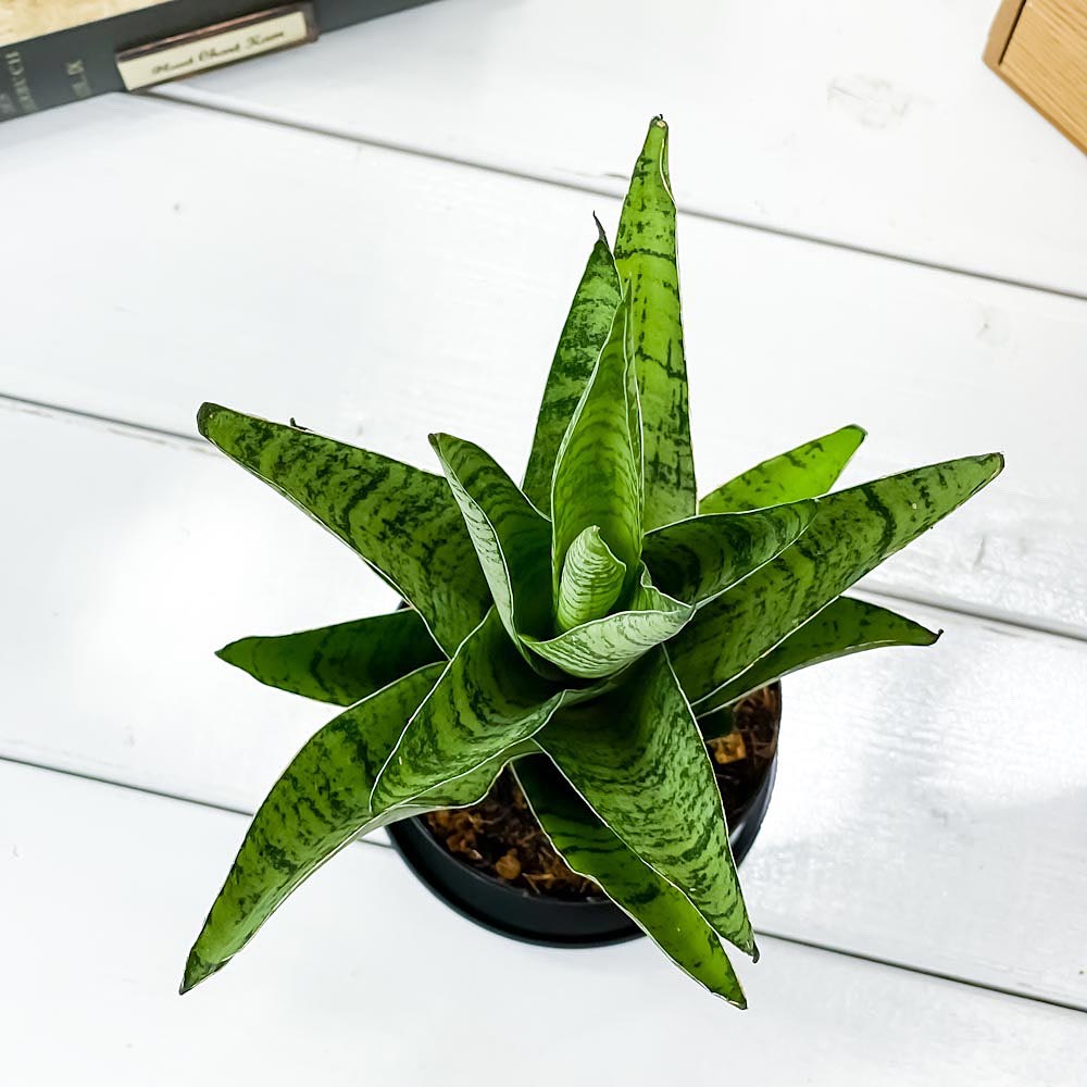 PLANCHU 観葉植物 サンセベリア ハイブリッド 3号鉢 受け皿付き 育て方