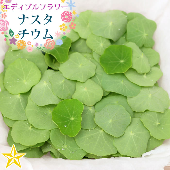 山梨百貨店 / 食用の葉 ナスタチウム 山梨県 富士吉田産