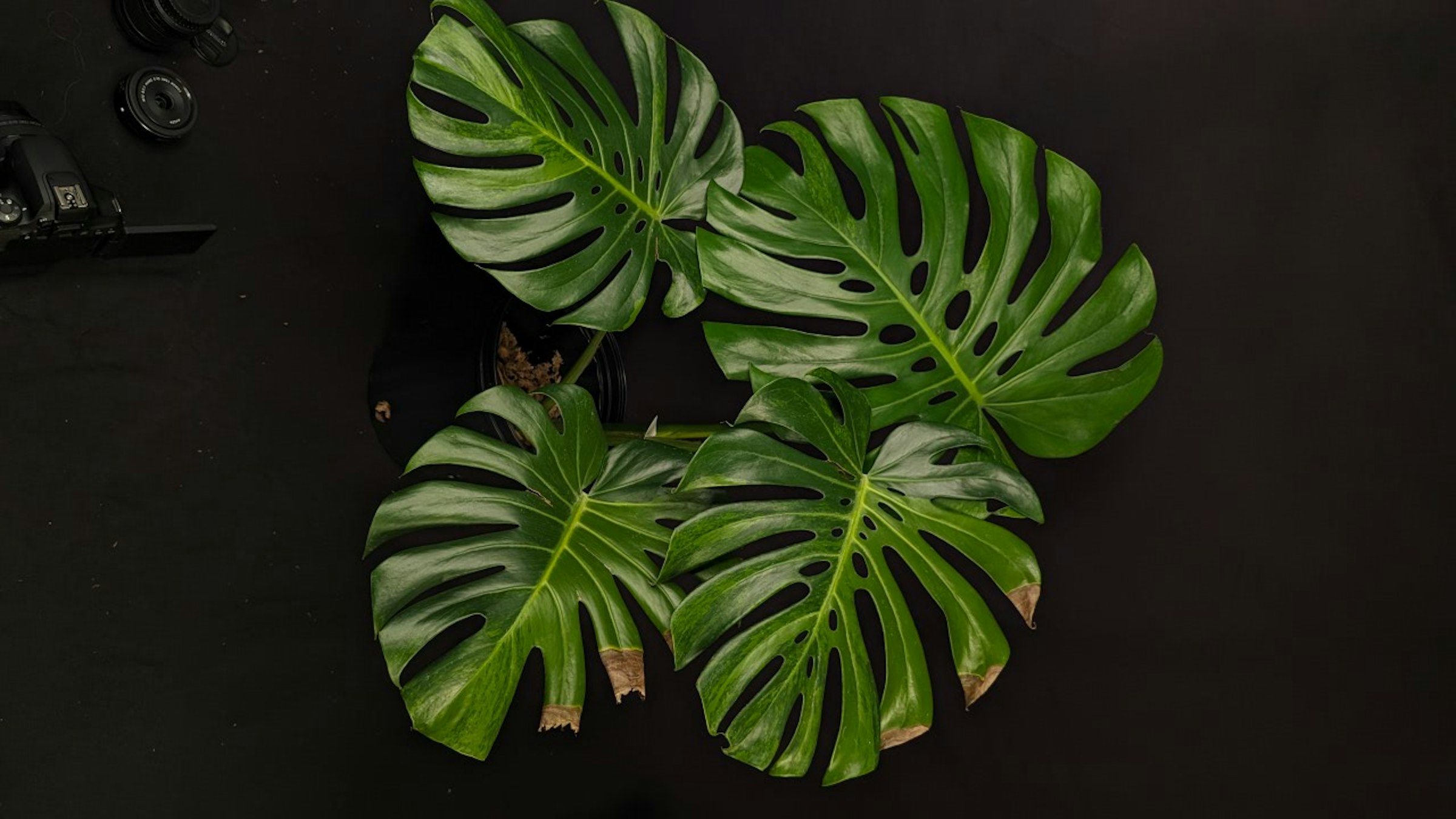 MonsteraX Auctions | Monstera deliciosa (large form) green on