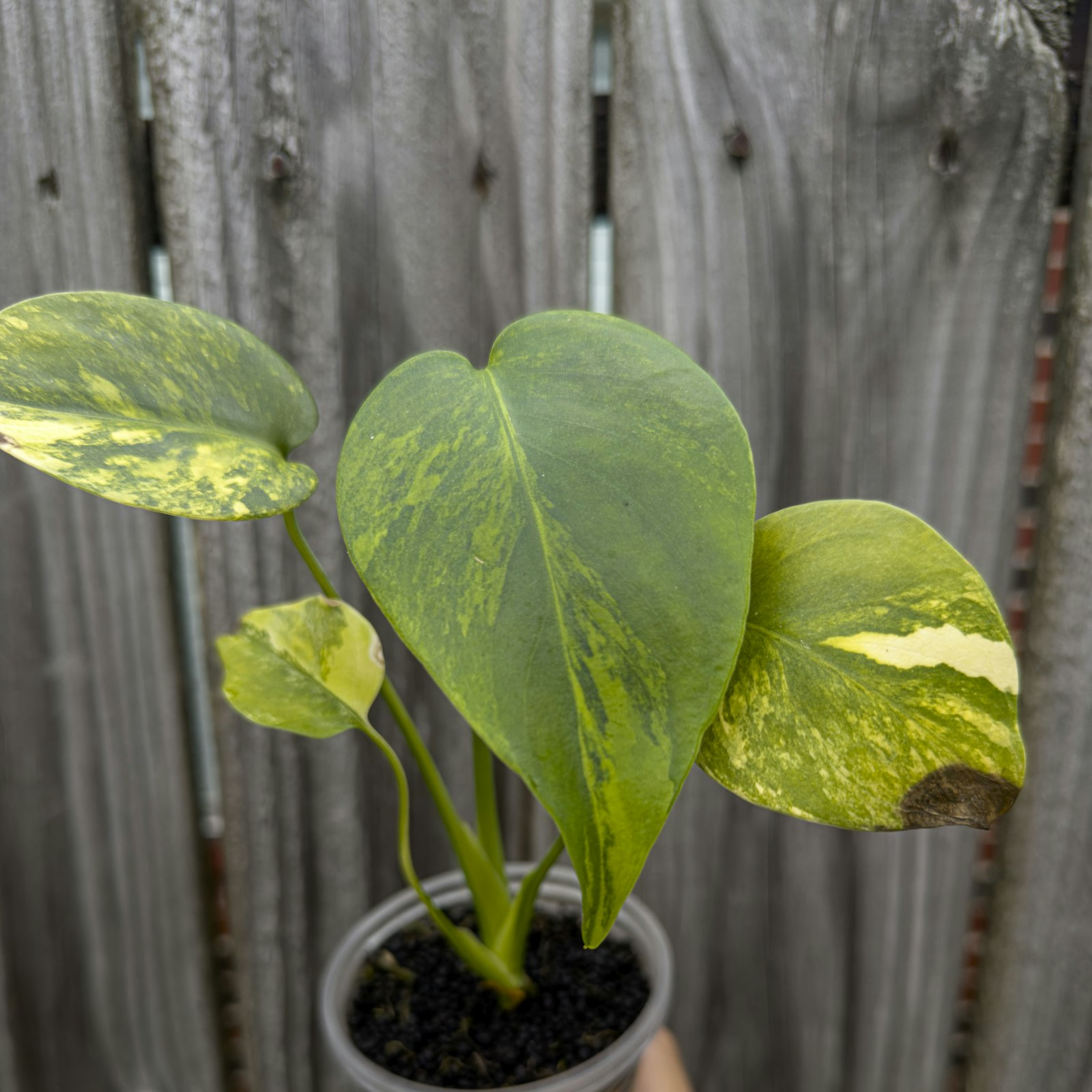 モンステラ・ポトス Yellow Monster (Mature plant) Yellow Monster