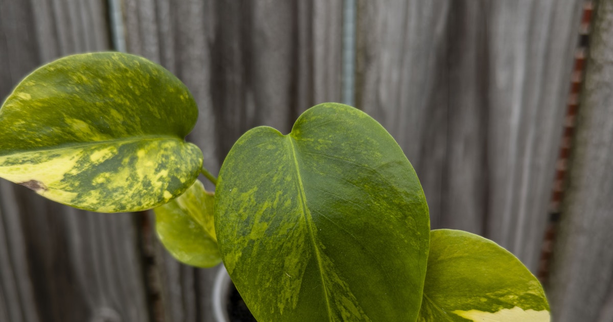 MonsteraX Marketplace | Monstera Deliciosa yellow marilyn 🌱 - $251