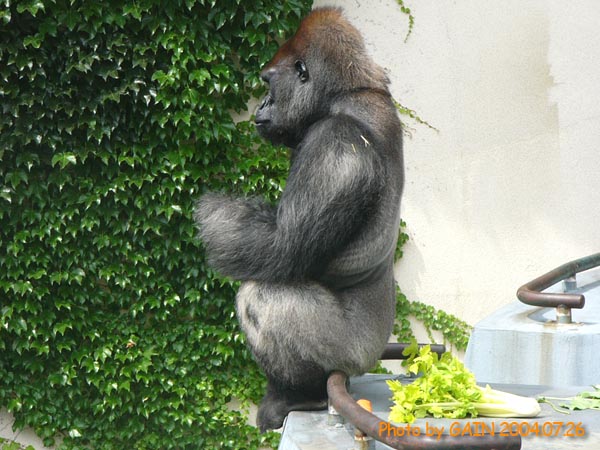 GAIN [Great Ape Information Network]