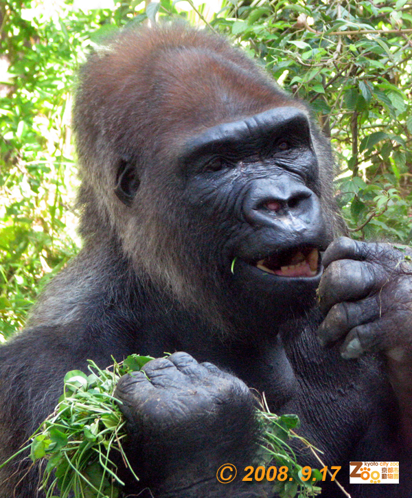 GAIN [Great Ape Information Network]