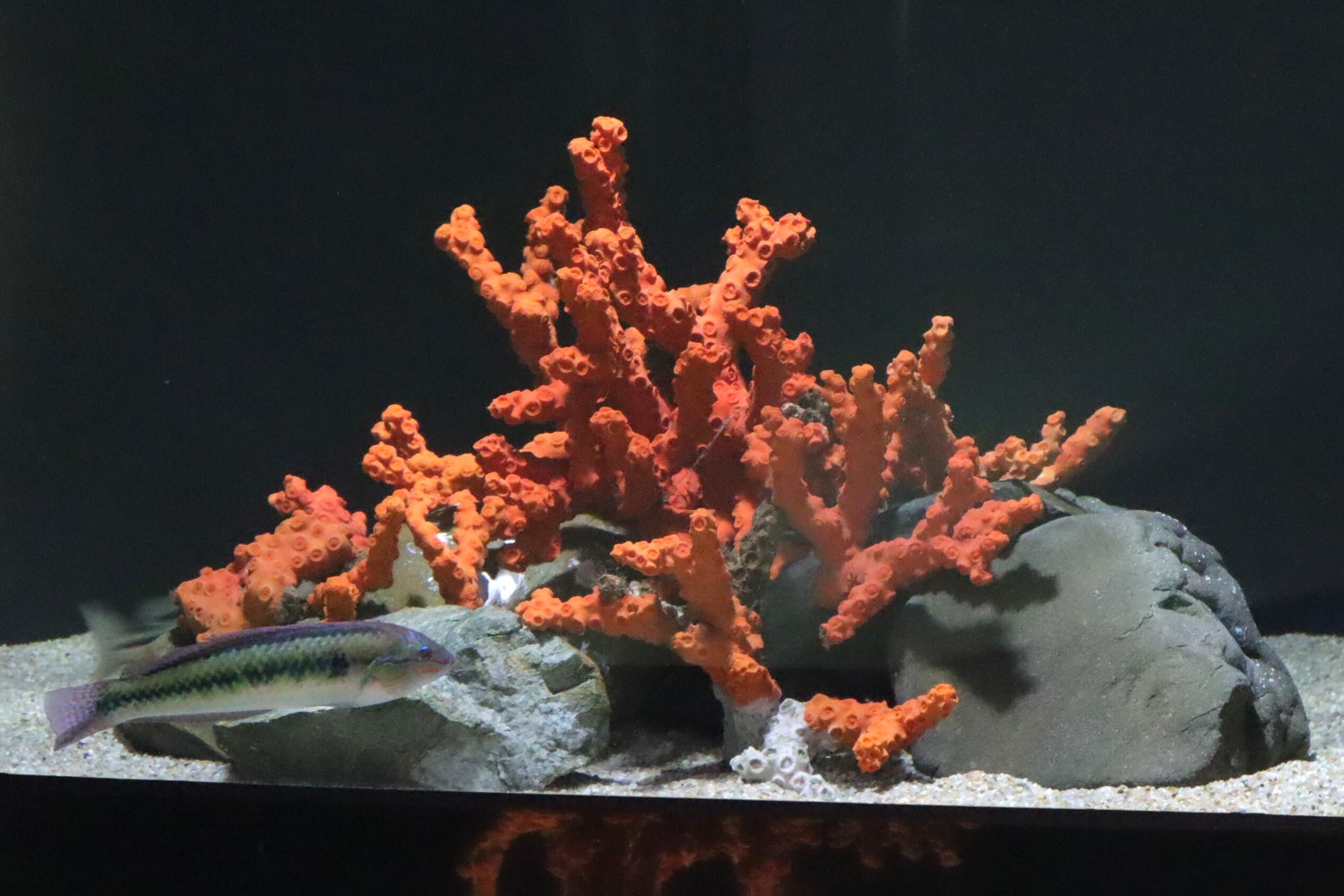 瀬戸内海に生息するサンゴ オノミチキサンゴを展示しています