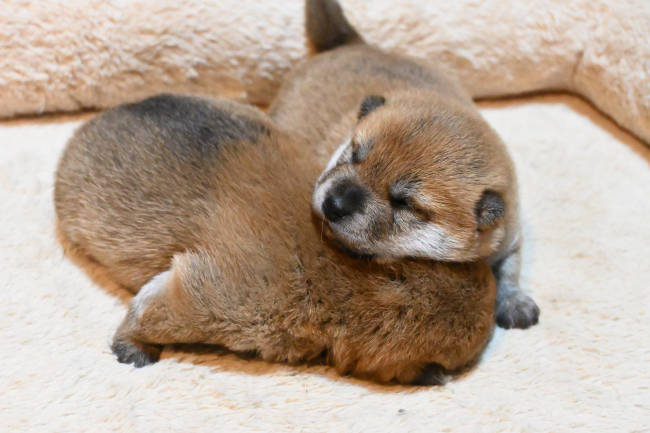 ♥️予約品⭐親子柴犬デザインの3段ラック♥️ナチュラルカラー⭐--179