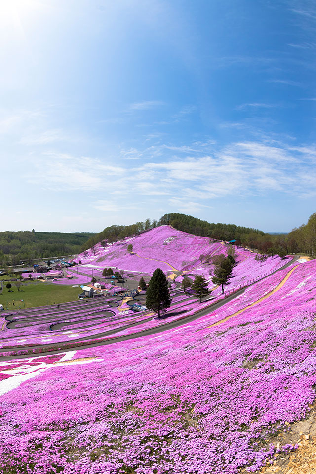 芝桜公園の歴史 - ひがしもこと芝桜公園