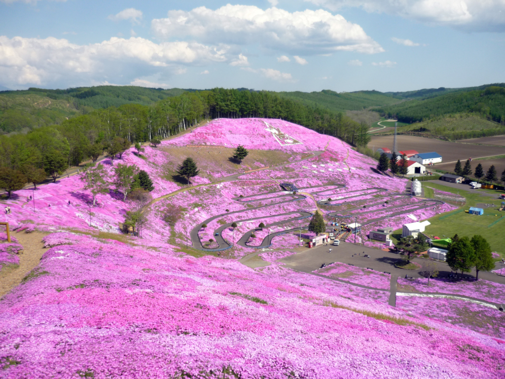 5月19日（月）のひがしもこと芝桜公園、今が見頃です!! - ひがしも