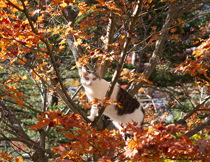 紅葉の庭とねこ。Autumn leaves garden and Cats. | 私信 まるです。
