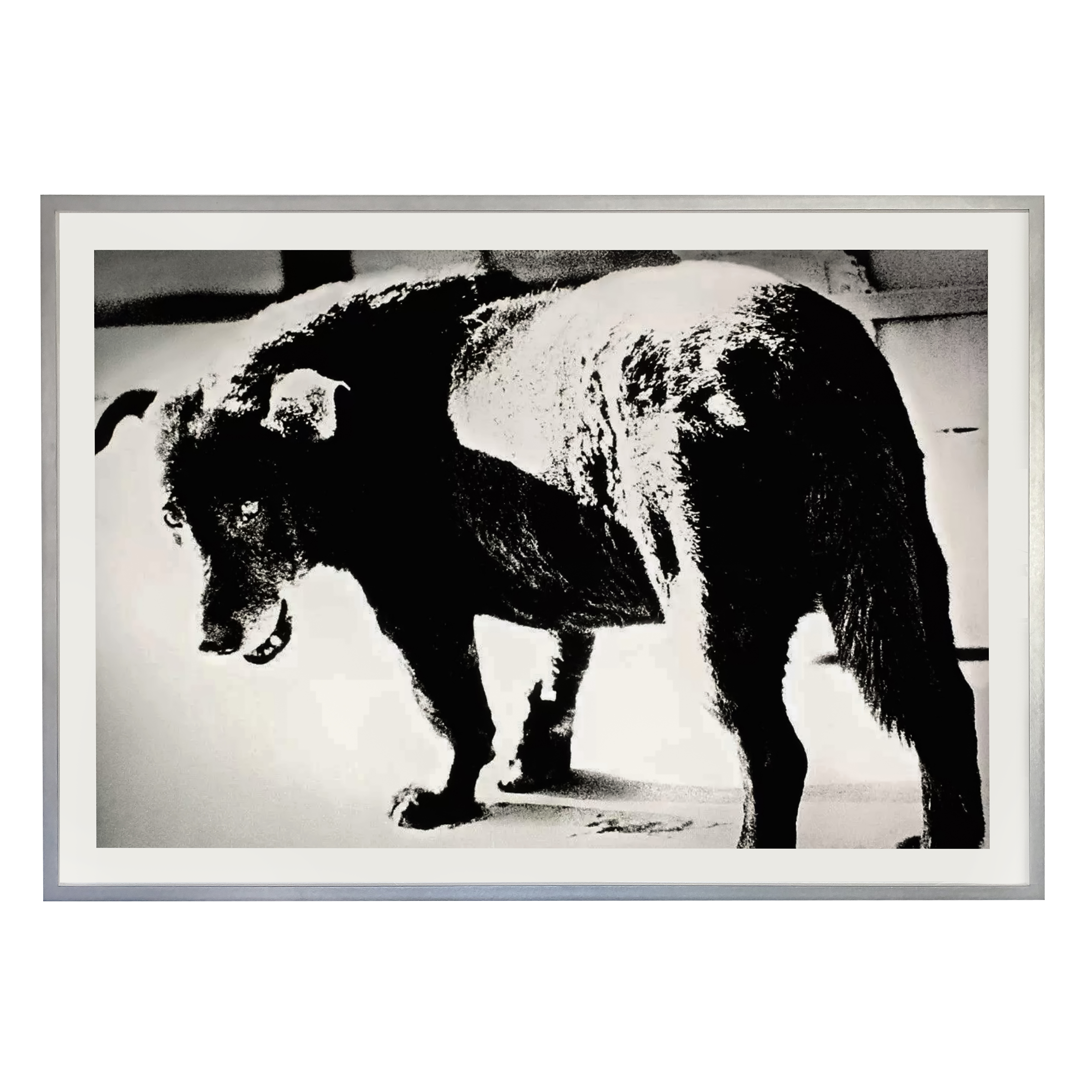 Daido Moriyama Vintage Stray Dog, Misawa, Aomori Available For