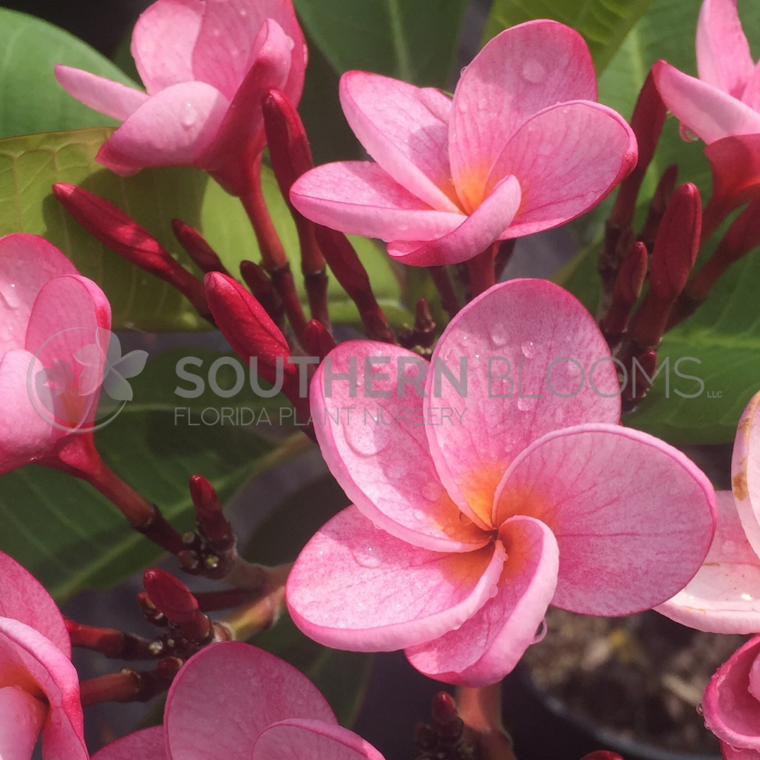 Cool Aid Plumeria – Southern Blooms