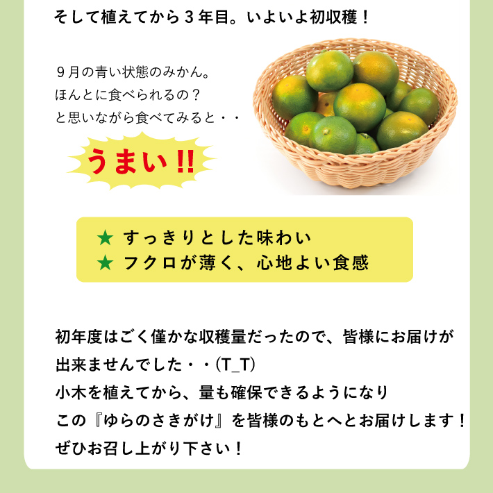 9月が旬の新品種ゆらのさきがけ（YN26）ミニ5kg｜早和果樹園