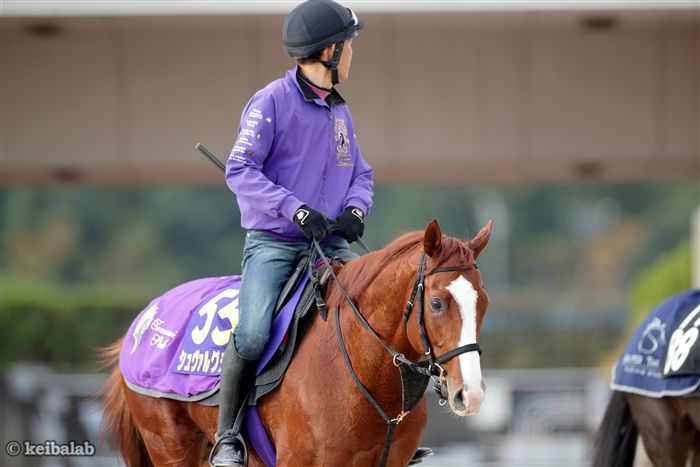 シュヴァルグラン - Cheval Grand - 競走馬データベース | 競馬ラボ
